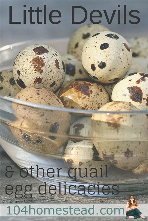 Pickled Quail Eggs, Happy Chickens, Quail Recipes, Raising Turkeys, Raising Quail, Scotch Eggs, Gluten Free Egg Free, Quail Eggs, Raising Chickens