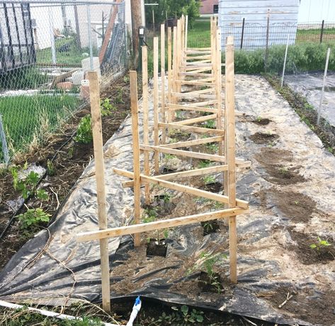 Allotment Structures, Estate Grounds, Tomato Trellis, Cold Frames, Diy Garden Trellis, Trellis Ideas, Growing Tomatoes In Containers, Vertical Vegetable Garden, Tomato Plant