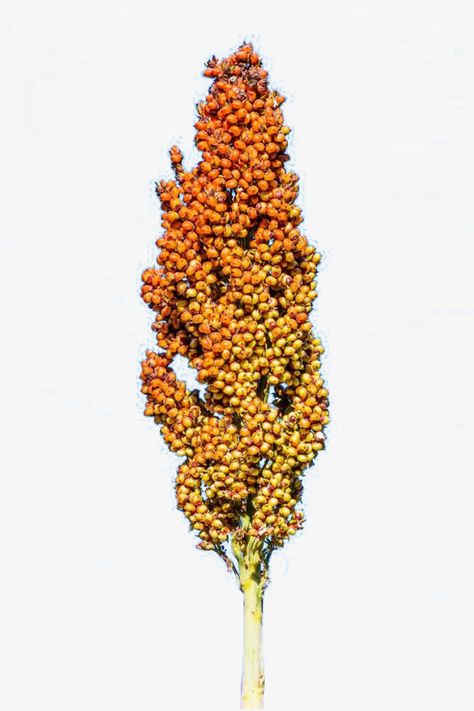 Sorghum Plant, Plant Png, Plant Vector, Png Transparent Background, Cartoon Images, Millet, Creative Activities, Png Transparent, Red Peppercorn