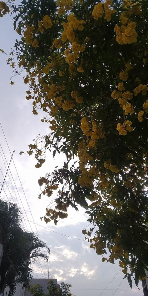 Flowers Asethics, Fake Ig Story Morning, Indore Snap, Wanna Get High, Pretty Flowers Photography, Nature Photography Quotes, Anime Wall Prints !!, Good Photo Editing Apps, Sky Photography Nature