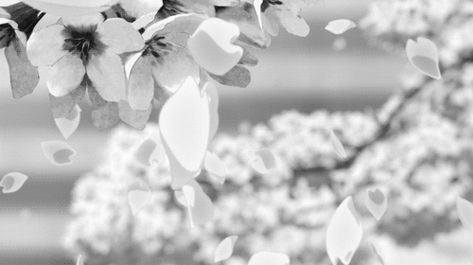 Clear Banner Gif, Gif White Banner, White Flower Banner Gif, White Flowers Banner, White Aesthetic Banner Gif, White Banners Gif, White Gif Aesthetic, Discord Banner Gif White, Aesthetic White Pfp