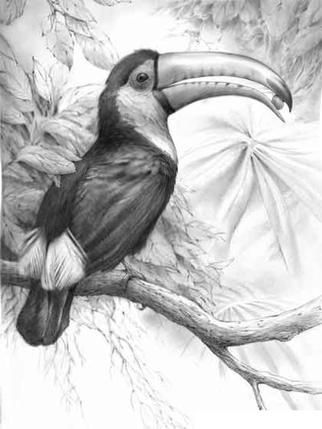 Rainforest Toucan  pencil drawing artist unknown Tropical Rainforest Animals, Toco Toucan, Pencil Drawings Of Flowers, Sloth Art, Vase Ideas, Drawings Of Animals, Pencil Drawings Of Animals, Drawing Realistic, Animals Drawing