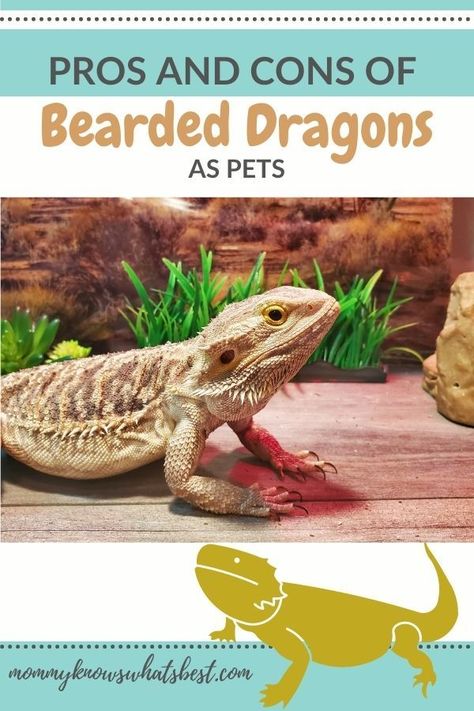 Basic Bearded Dragon Set Up, Caring For Bearded Dragon, Bearded Dragon Classroom Pet, Bearded Dragon For Beginners, Bearded Dragon Pet, Funny Animals Pics, Beard Dragon, Bearded Dragon Names, Best Pets For Kids