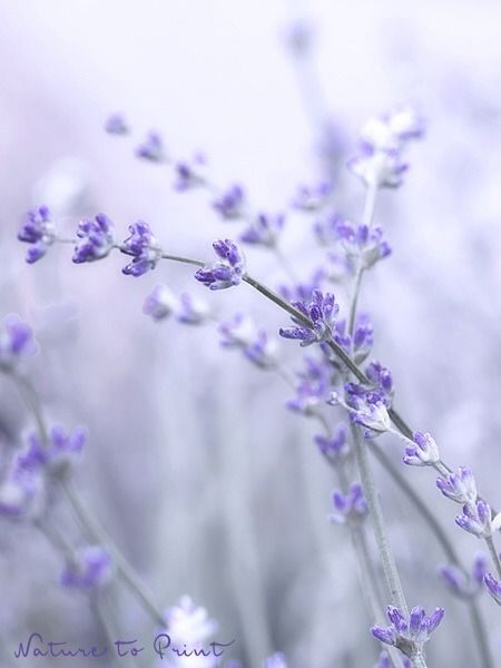 HugsForBears Lavender Aesthetic, Lovely Lavender, Cat Air, All Things Purple, Lavender Blue, Lavender Fields, Purple Rain, Arte Floral, Lavender Flowers