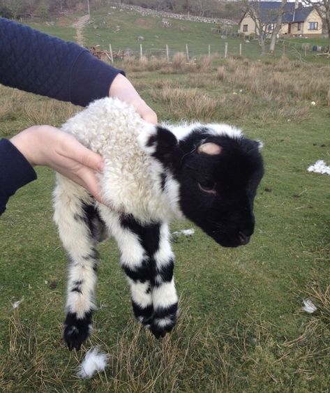 Baby Goats, Sweet Animals, Animals Friends, Animal Kingdom, Animals Beautiful, Farm Animals, Fur Babies, Baby Animals, Cute Pictures