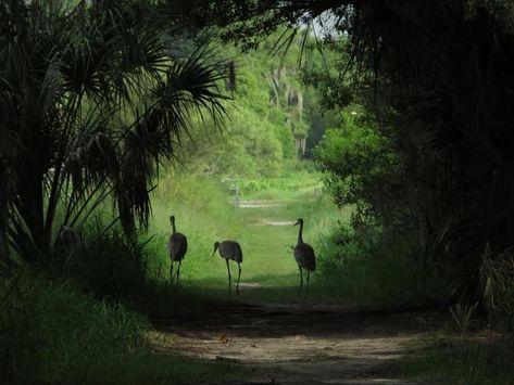 Swamp Goth, Florida Gothic, Jeff Vandermeer, Wild Florida, Road Trip Books, Color Projects, Bayou Country, Florida Aesthetic, Big Birds