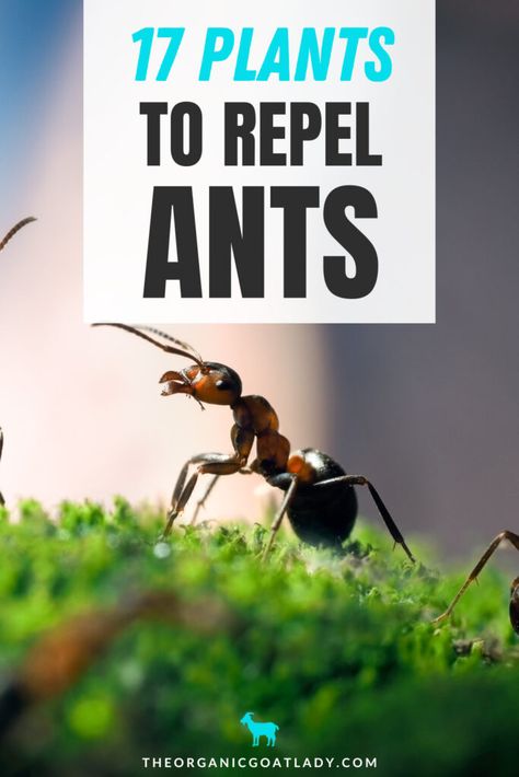 17 of the Best Plants to Repel Ants - The Organic Goat Lady Plants That Repel Ants, Planting Flowers From Seeds, Mosquito Repellent Homemade, Salvia Plants, Ant Repellent, Pest Prevention, Florida Plants, Get Rid Of Ants, Benefits Of Gardening