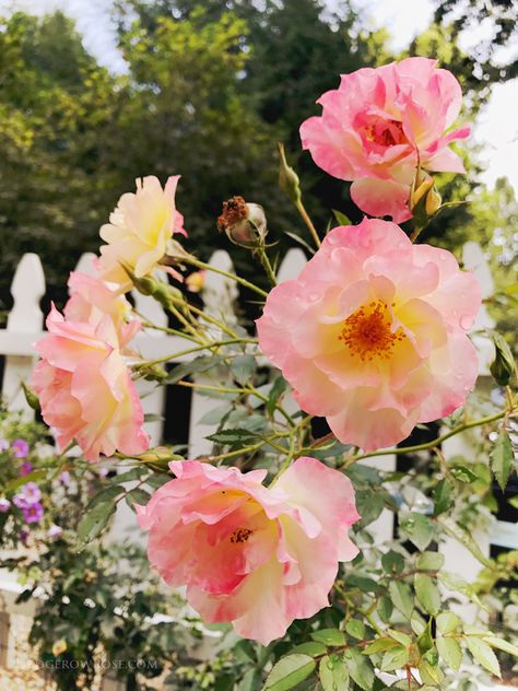 Oso Easy Italian Ice ® Colorado Flowers, Ice Rose, Italian Flowers, Growing Peonies, Garden Vines, Italian Ice, Front Landscaping, Garden Shrubs, Easy Italian