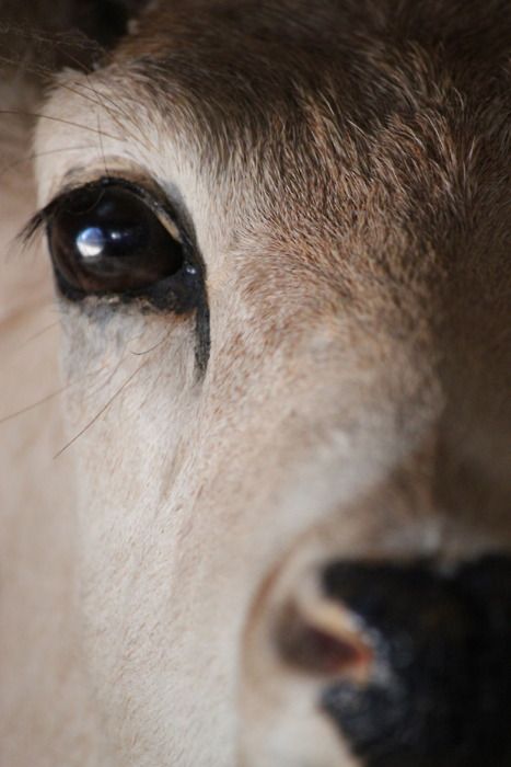 Regard Animal, Into The Wild, A Cow, Oh Deer, Beautiful Creatures, The Eye, Animal Kingdom, Animal Photography, Animals Beautiful