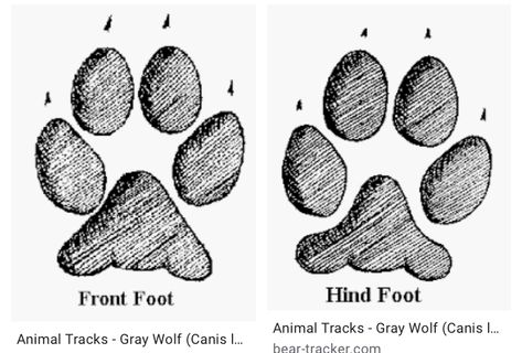 Wolf Tracks, Track, Tattoos