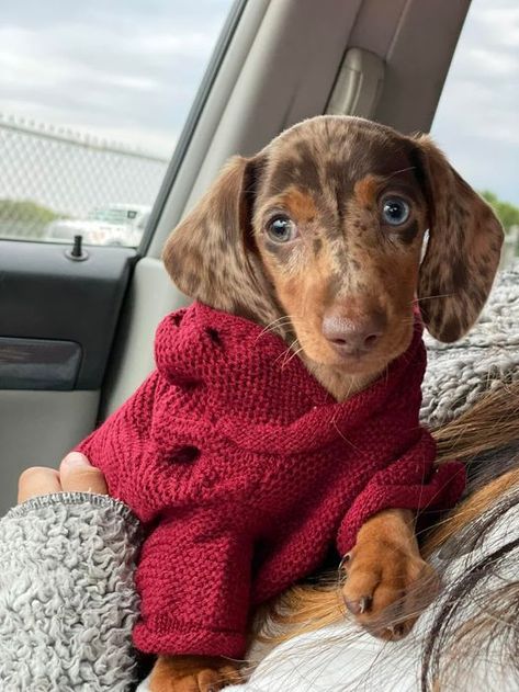 Dapple Dachshund Miniature, Winnie Dogs, Mixed Dog Breeds, Big Dogs Breeds, Biggest Dog In The World, Funny Dog Jokes, Biggest Dog, Baby Dachshund, Dog Jokes