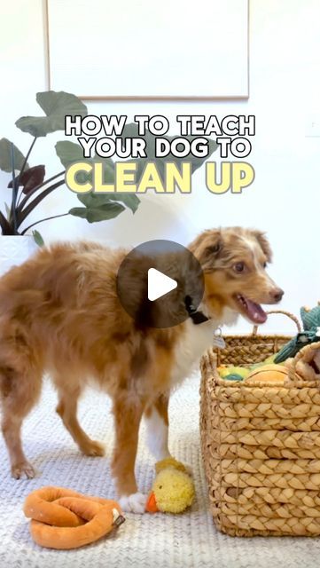 Ayce, Aria, and Amanda 🐾🐶🙋🏻‍♀️ on Instagram: "How to teach your dog to clean up 𝙤𝙣 𝙩𝙝𝙚𝙞𝙧 𝙤𝙬𝙣! 

𝘔𝘢𝘬𝘦 𝘴𝘶𝘳𝘦 𝘺𝘰𝘶 𝘸𝘢𝘵𝘤𝘩 𝘶𝘯𝘵𝘪𝘭 𝘵𝘩𝘦 𝘦𝘯𝘥 𝘵𝘰 𝘴𝘦𝘦 𝘈𝘺𝘤𝘦 𝘭𝘦𝘢𝘳𝘯 𝘵𝘩𝘦 𝘤𝘰𝘰𝘭𝘦𝘴𝘵 𝘵𝘳𝘪𝘤𝘬 & 𝘧𝘰𝘳 𝘢𝘯 𝘦𝘹𝘤𝘭𝘶𝘴𝘪𝘷𝘦 𝘥𝘦𝘢𝘭 𝘸𝘪𝘵𝘩 𝘵𝘩𝘦 𝘸𝘰𝘳𝘭𝘥’𝘴 𝘴𝘮𝘢𝘳𝘵𝘦𝘴𝘵 𝘈𝘐 𝘤𝘢𝘮𝘦𝘳𝘢!!

Step 1: Teach your dog to pick up a toy from the floor and hold it.
Step 2: Teach your dog to drop the toy.
Step 3: Teach your dog to drop the toy into their toy basket
Step 4: Teach your dog to pick up a toy from the floor and drop it into their toy basket
Step 5: Combine both commands together to “clean up”
Step 6: Set up your @furbopetcamera and watch your dog clean up in different rooms!
Step 7: Make sure to give plenty of rewards to your amazing How To Teach Dog To Lay Down, How To Teach Your Dog To Go To Bed, How To Teach Dog Hold It, How To Teach Your Dog To Clean Up Toys, Behavior Modification, Dog Training Books, Dog Cleaning, Toy Basket, Clean Up