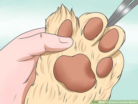 How to Groom a Cocker Spaniel: 14 Steps (with Pictures) - wikiHow Cocker Spaniel Haircut, Cocker Spaniel Grooming, Working Cocker, Puppy Cut, Dog Grooming Tips, King Charles Cavalier Spaniel Puppy, American Cocker Spaniel, Dog Grooming Business, Cocker Spaniel Puppies