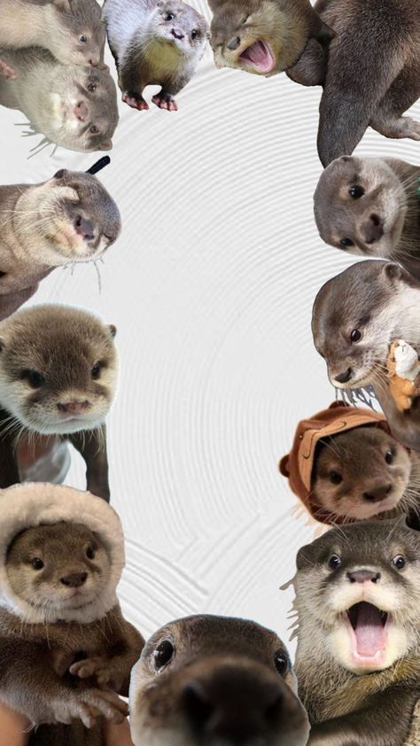 #wallpaper #otters Cute Sea Otter Wallpaper, Sea Otter Art, Odd Facts, Otter Art, Otters Cute, Sea Otters, Cute Bunny Cartoon, Discovery Channel, Sea Otter