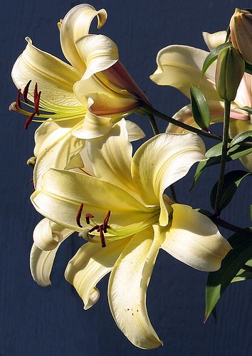 Lilies Photography, Yellow Lilies, Beautiful Flower Drawings, Nature Art Drawings, Flower Therapy, Rare Flowers, Water Painting, Exotic Flowers, Lily Flower