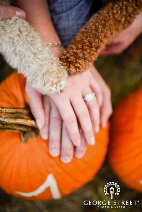 Fall Engagement Announcement, Pumpkin Patch Wedding Photos, Couples In Pumpkin Patch, Fall Engagement Pictures Pumpkin Patch, Engagement Photos Pumpkin Patch, Dog Pumpkin Patch Pictures, Pumpkin Engagement Photos, Pumpkin Engagement Pictures, Pumpkin Patch Engagement Photos