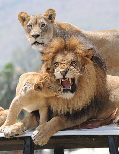 Lion Family 4.19.2008 | Cub giving Dad kitty kisses. Dad was… | Flickr Lion Family, Wildlife Pictures, Airbrush Art, Cheetahs, Large Cats, On The Ground, Animal Planet, Animal Photo, Beautiful Cats