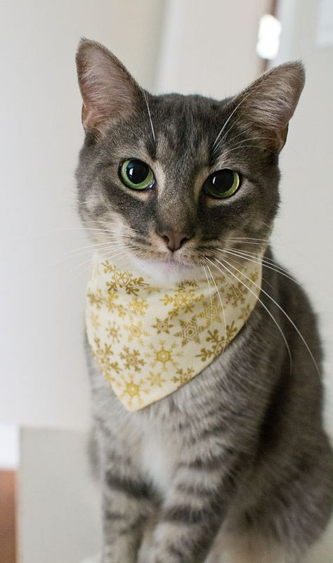 Grumpy Cat Meme, Christmas Bandana, Beautiful Cats Pictures, Cat Vs Dog, Puppy Bandana, Holiday Dog, Image Cat, Animal Room, Cat Bandana