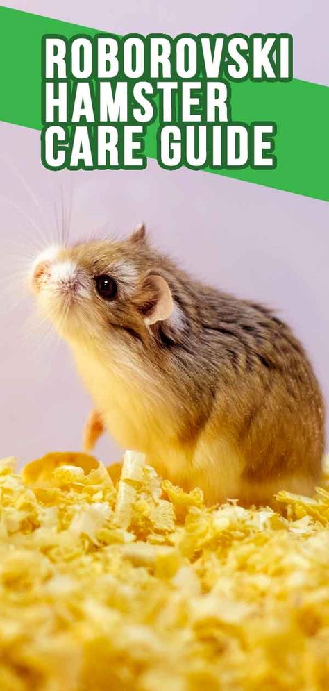 Robo Hamster Cage Ideas, Hampster Cage, Hamster Ideas, Robo Hamster, Roborovski Hamster, Hamster Breeds, Hamster Stuff, Hamster Life, Hamster Habitat