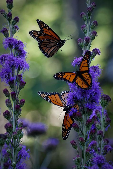 Different Types Of Animals, Beautiful Butterfly Photography, Pretty Nature, Long Flowers, Monarch Butterflies, Interesting Animals, Butterflies Flying, Apple Watch Wallpaper, Diy Canvas Art Painting