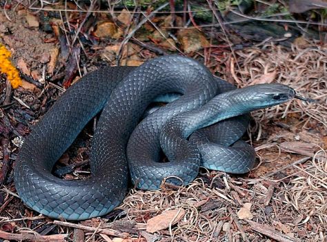 Indigo Snake, Snake Names, Ohio Birds, Snake Species, Snake Enclosure, Snake Photos, John Howard, Long Snake, Scaly Skin