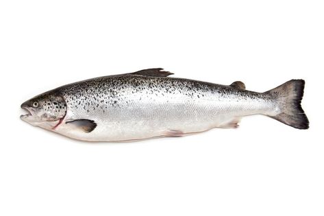 Atlantic Salmon fish. Side view of whole Atlantic Salmon fish isolated on white , #Aff, #fish, #Side, #Atlantic, #Salmon, #white #ad Prawn Farming, Fishing Painting, Fish Sides, Gourmet Pasta, Vector Graphics Illustrations, Quick Stir Fry, Atlantic Salmon, Fish Ornaments, Salmon Fish