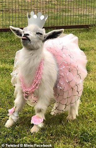 The adorable outfit was completed with some pink pearl necklaces... Magical Menagerie, Goat Yoga, Adorable Pictures, Yas Queen, Cute Goats, Animal Health, The Farmer, Baby Goats, House Things