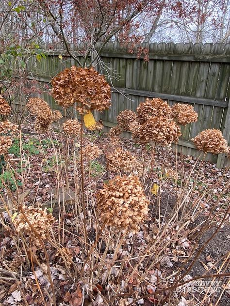 When to Cut Back Hydrangeas: An Easy-to-Follow Guide How To Split Hydrangeas, Moving Hydrangea Bush, Landscape Ideas With Hydrangeas, Pruning Hydrangeas Spring, How To Prune Hydrangeas In The Fall, When To Fertilize Hydrangeas, When To Trim Hydrangeas, Trimming Hydrangeas, When To Plant Hydrangeas