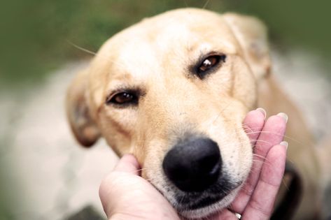 How to Teach Your Dog Chin Rests How To Teach Your Dog To Put Their Head Down, How To Teach Your Dog Place, Teaching Dog To Lay Down, How To Teach Place To Dog, Teach Puppy To Lay Down, Puppy Socialization, Dog Insurance, Dog Steps, Dog Information