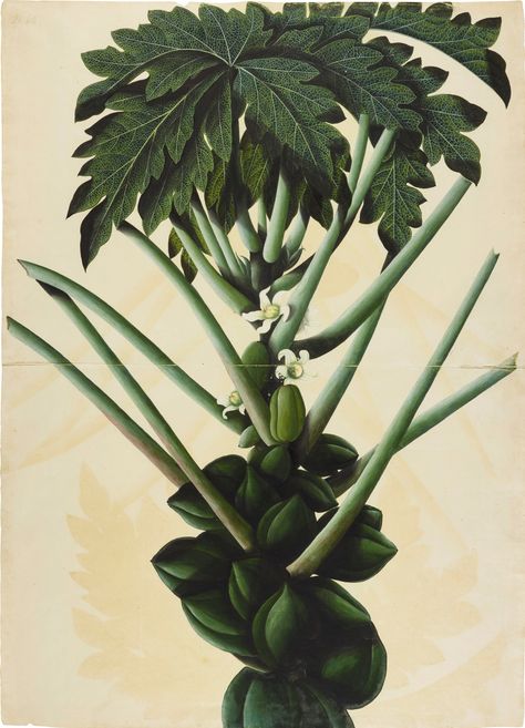 A large illustration of a female papaya tree, a botanical study from the collection of Major James Nathaniel Rind, India, Company School, Calcutta, circa 1800 VAT reduced rate Auction Closed October 25, 09:38 AM -03 Estimate 15,000 - 25,000 GBP Lot Sold 127,000 GBP Papaya Plant, Brooklyn Museum Of Art, Papaya Tree, Botanical Study, Female Of The Species, History Painting, Indian Artist, Botanical Painting, Tree Illustration