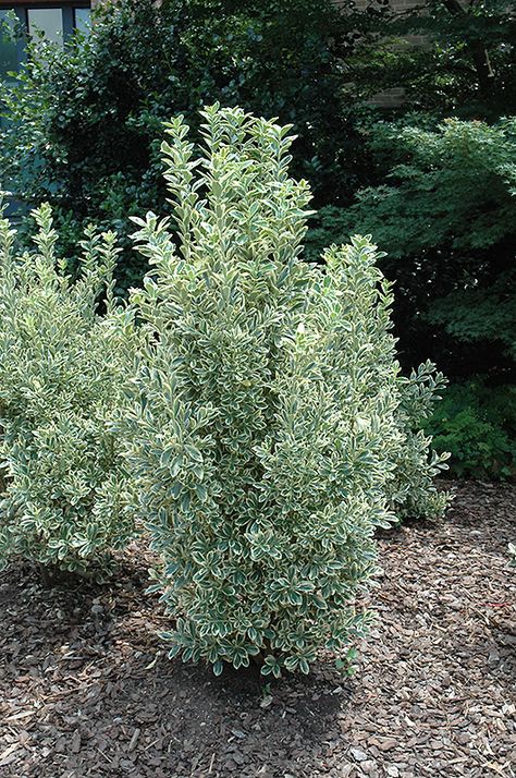 Backyard Screen, Moonshadow Euonymus, Poolside Landscaping, Euonymus Green Spire, Euonymus Europaeus, Spindle Tree, Euonymus Japonicus Green Spire, Euonymus Japonicus, Euonymus Fortunei