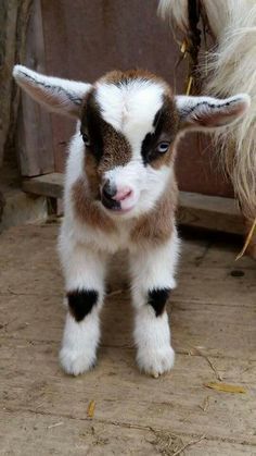 Lovers Animation, Baby Goat Pictures, Sanctuary Animals, Goat Pictures, Goat Drawing, Lover Anime, Mini Goats, Baby Farm Animals, Fluffy Cows