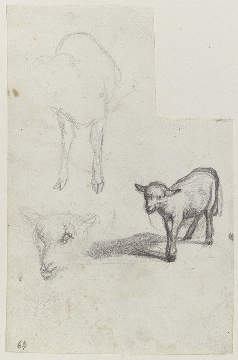 Lamb Sketch Drawing, Lamb Anatomy, Lamb Reference, Lamb Sketch, Lamb Drawing, Twin Tattoos, Museum Of Fine Arts Boston, Drawing Stuff, Museum Of Fine Arts