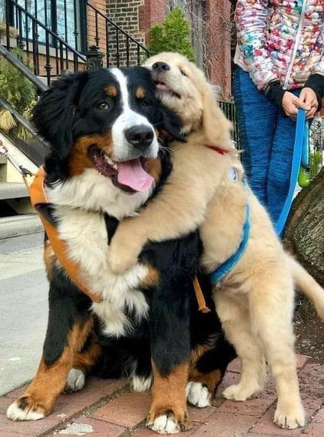 Dekoratívne Vence, Very Cute Puppies, Cute Animals Puppies, Very Cute Dogs, Really Cute Dogs, Cute Animals Images, Pretty Animals, Cute Funny Dogs, Bernese Mountain