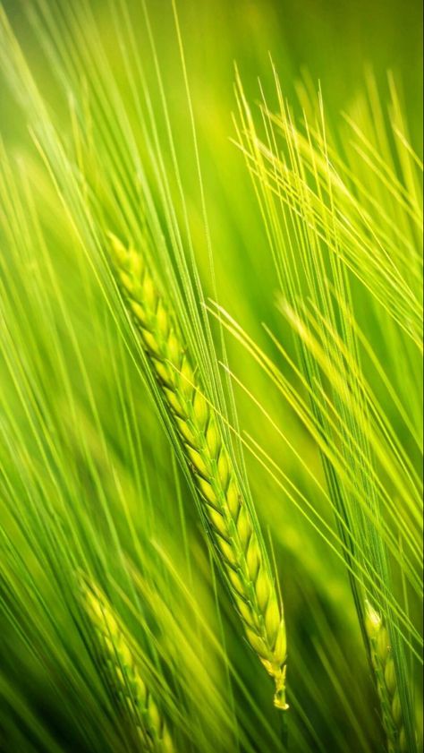 Agriculture Photography, Green Nature Wallpaper, Background Tree, Green Wheat, Aesthetic Objects, Grass Wallpaper, Amoled Wallpapers, Nature Iphone Wallpaper, Color Wallpaper Iphone