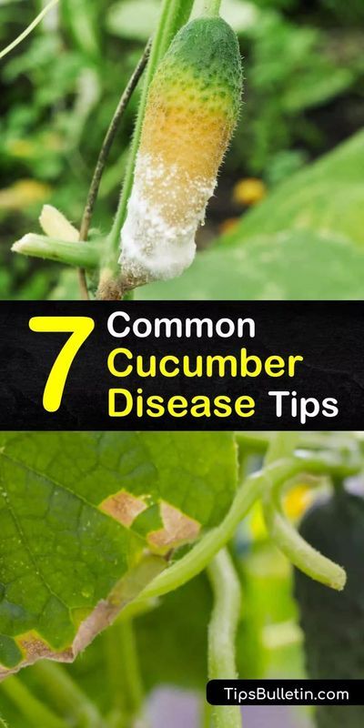 Learn how to spot, treat, and prevent cucumber diseases to grow a healthy and productive vegetable garden. Cucumber plants are often plagued by downy mildew, anthracnose, and other bacterial and… Cucumber Leaves Turning Yellow, Garden Cucumbers, Cucumber Plants, Composting Ideas, Cucumber Varieties, Cucumber Gardening, Zucchini Plants, Homestead Gardening, Natural Insecticide