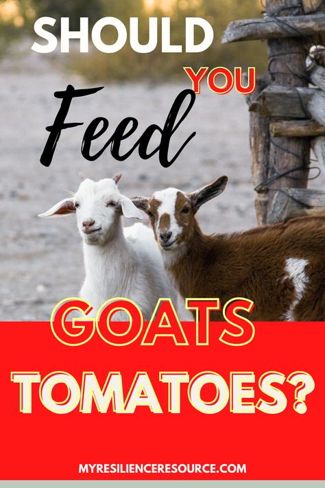 As I’m sure you know, there are lots of things that goats can eat, and there’s a long list of things that goats can’t eat. And as a responsible goat owner, it’s important to know which foods fall into the safe category and which foods are known to be unsafe for goats. So, what’s the deal with tomatoes, green tomatoes, and tomato plants? Are they safe for goats to eat, and do goats like to eat them? What Do Goats Eat, Nightshade Plant, Belly Ache, Feeding Goats, Tomato Vine, Goat Kidding, Vegetable Bed, Canning Tomatoes, Juicy Tomatoes