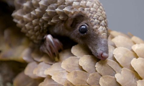 Baby pangolin Pangolin Aesthetic, Pangolin Cute, Baby Pangolin, Cutee Animals, Can Dogs Eat, Animal Sketches, Sweet Animals, Animal Photo, Animals Friends