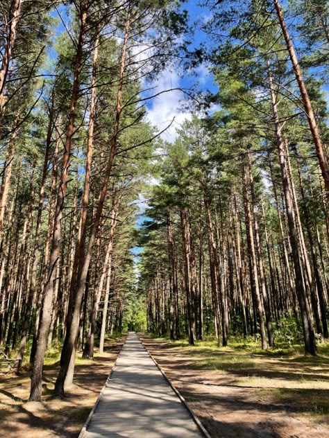 Summer In Lithuania, Lithuanian Aesthetic, Lithuania Aesthetic, Poland Aesthetic, I Miss Home, Van Travel, Summer Forest, North Europe, Identity Project