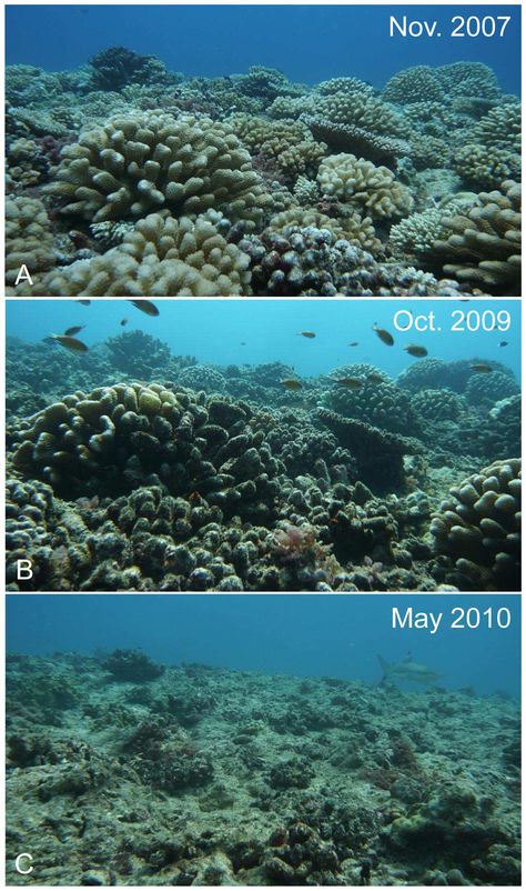 Australia's Great Barrier Reef is in decline from Ocean Acidification Ocean Acidification, Ocean Pollution, Environmental Degradation, Save Our Earth, Underwater Creatures, Oceanography, Marine Biology, Environmental Science, Great Barrier Reef