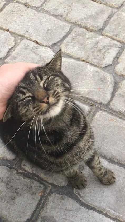 Street Cats Aesthetic, Daily Aesthetic Photos, Lana Del Rey Pfps, Cats On Street, Cat On Street, Cat In The Street, Street Animals, Little Italy New York, Street Cat