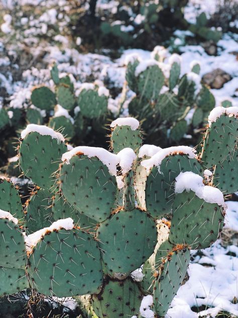 Wallpaper Cactus, Desert Snow, Springdale Utah, Arizona Winter, Cactus Arizona, Texas Winter, Winter Deserts, Texas Christmas, Iphone Wallpaper Winter