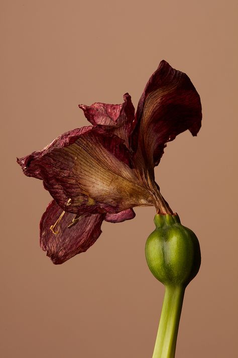 Growth Photography, Wilting Flowers, Botanical Photography, Wilted Flowers, Photography Series, Artistic Installation, Floral Photography, Botanical Drawings, Natural Forms