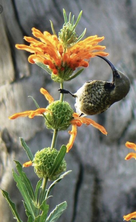 South African Wild Flowers, South African Birds Gardens, South African Indigenous Gardens, South African Plants, Leonotis Leonurus, Garden Ideas South Africa, Lions Tail, Wild Dagga, Indigenous Garden