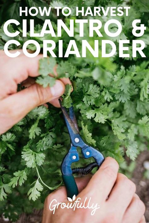 Pruning Cilantro, Harvest Cilantro, How To Harvest Cilantro, Cilantro Plant, Cilantro Seeds, Growing Cilantro, Herb Containers, Perennial Herbs, Better Homes And Garden