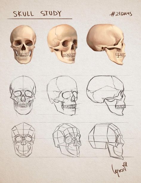 Skull Studies Drawing, Skeleton Study Drawing, Skull Art Anatomy, Skulls Drawing Reference, Skull Art Study, Human Skull Anatomy Drawing, Human Skull Anatomy Study, Skull Study Anatomy, Human Skull Reference Anatomy