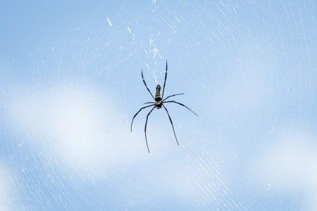 7 Ways to Get Rid of a Spider Infestation | Any Pest Giant House Spider, Spider Infestation, Long Leg Spider, Spider Control, Diy Spider, Tiny Spiders, Get Rid Of Spiders, House Spider, Creepy Spider