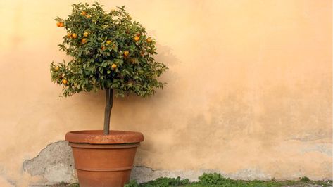 Indoor Fruit Trees, Growing Vegetables Indoors, Tree In Pot, Patio Trees, Citrus Trees, Peach Trees, Potted Trees, Orange Tree, Best Fruits