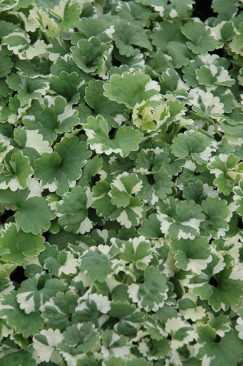 Glechoma Hederacea, Creeping Charlie, Ground Ivy, Ivy Flower, Nursery Garden, Rainbow Garden, Ivy Plants, Patio Planters, Shade Flowers