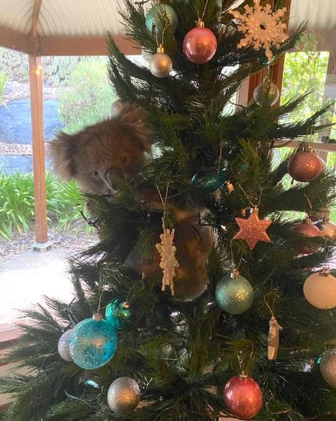 Australian Christmas Tree, Christmas In Australia, Aussie Christmas, Australian Christmas, Snowflake Decorations, Days Until Christmas, Christmas Tree With Gifts, Christmas Aesthetic, Koala Bear